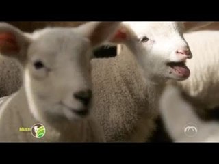 Multi Agro: Comercialização de Ovinos (2 de 2)