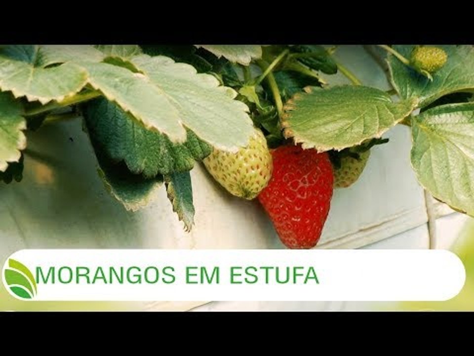 Multi Agro: Morangos em estufa