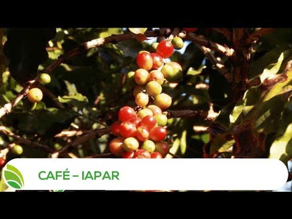 Multi Agro: Café – IAPAR