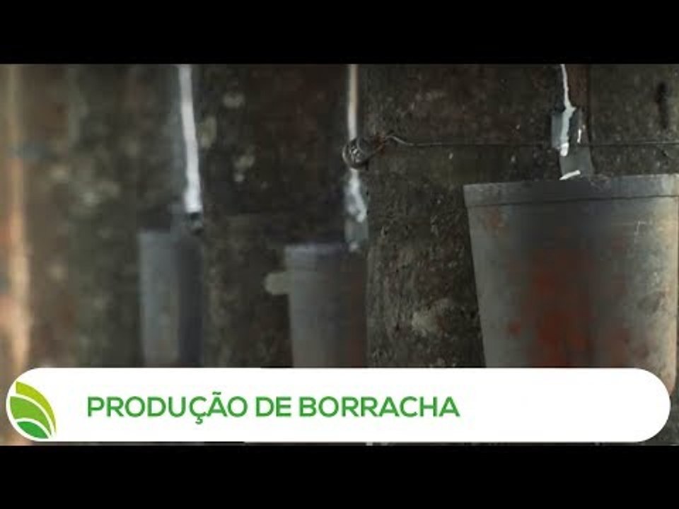 Multi Agro: Produção de Borracha