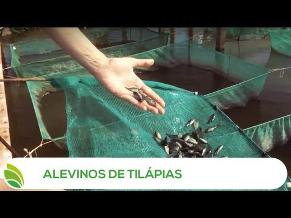 Multi Agro: Alevinos de Tilápia