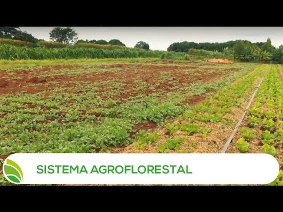 Multi Agro: Sistema Agroflorestal Orgânico