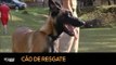 Studio Fitness: Cão de resgate