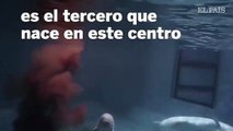 Así nace una ballena beluga