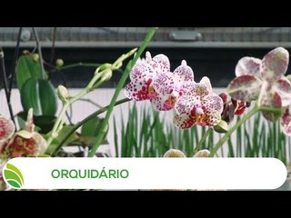 Multi Agro: Orquidário