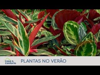 Casa & Conforto: Plantas no Verão