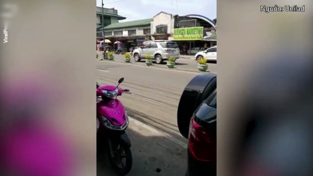 Đau lòng chú chó con bị xe tông, chó mẹ chạy ra giữa dòng xe cộ cầu cứu mọi người