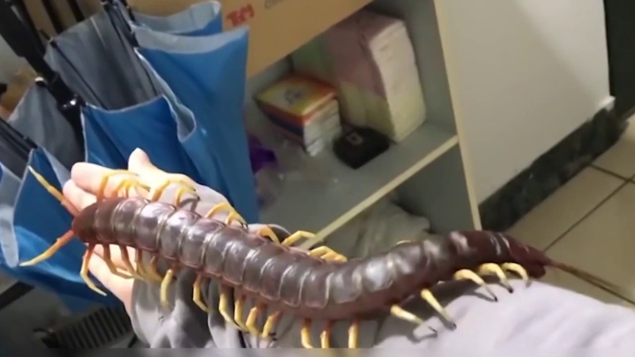 Il fait d’une scolopendre géante et venimeuse son animal de compagnie