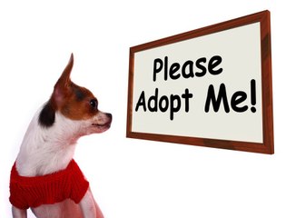 Les bonnes raisons d'adopter un animal dans un refuge