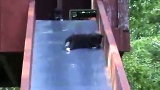 Cute kittens on a slide | Peppa Wee
