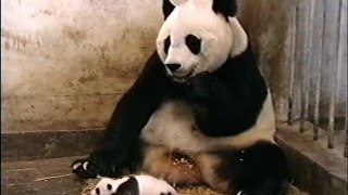 Sneezing Baby Panda | Peppa Wee