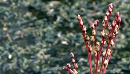 GOODLINES: 25th January 2019