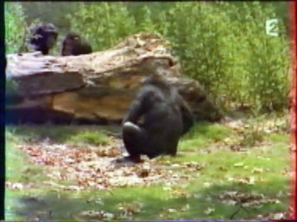 Cultures de chimpanzés