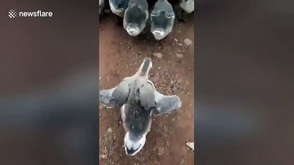 Sassy goose catwalks in a funny way after the rest of its gaggle
