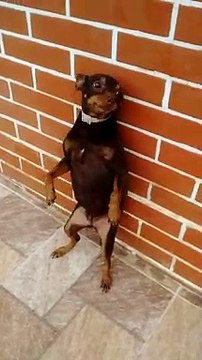 Doggy Scratches Major Itch on Wall