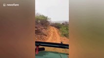 Terrifying moment tiger charges at tourist in India