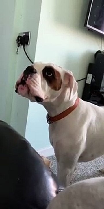 Ce chien dit : "ouais ouais ouais" !