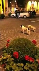 У собак не так много развлечений