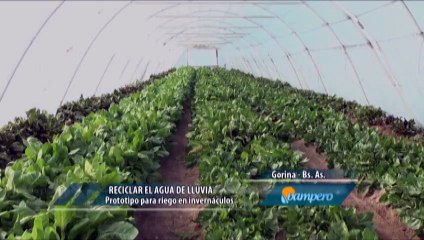 Beneficios de un sistema colector de agua de lluvia entérate con Henry Camino
