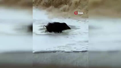 Yaban domuzunun Konyaaltı sahilinde dev dalgalarla mücadelesi kamerada