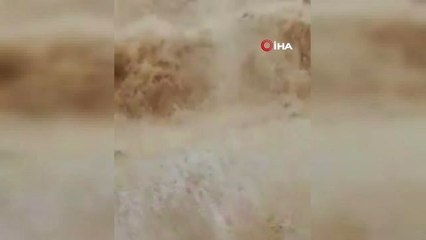 Yaban Domuzunun Konyaaltı Sahilinde Dev Dalgalarla Mücadelesi Kamerada