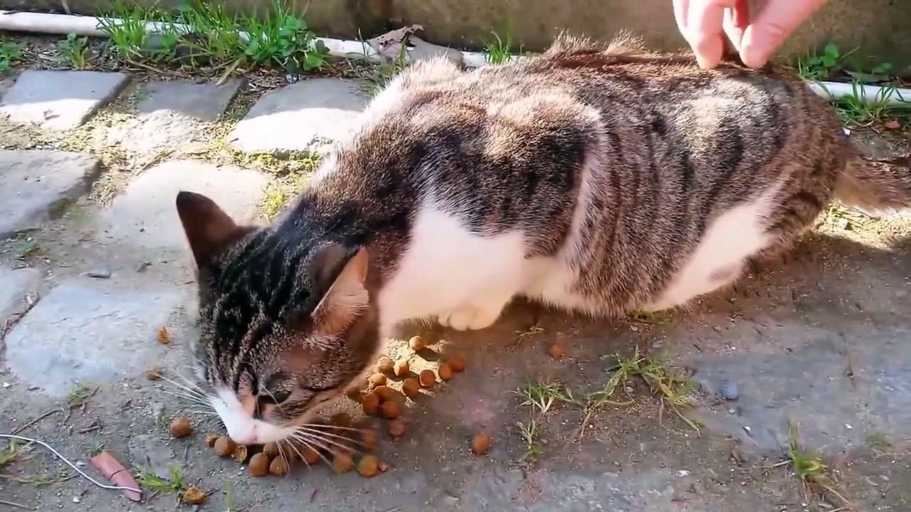 Angry Cats Compilation
