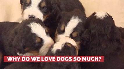 Why People Are So Close With Dogs