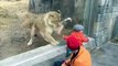 Ce lion a terriblement envie de jouer avec ce bébé... ou de le manger