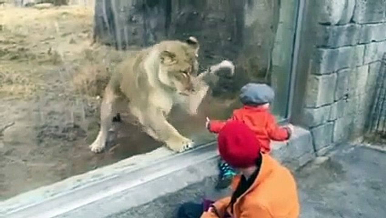 Ce lion a terriblement envie de jouer avec ce bébé... ou de le manger