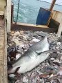 Des pecheurs découvrent un grand requin blanc dans leur filet