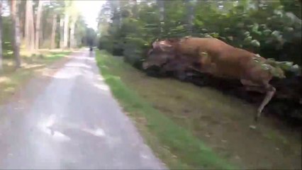 Ce cycliste va avoir la peur de sa vie en traversant une foret!