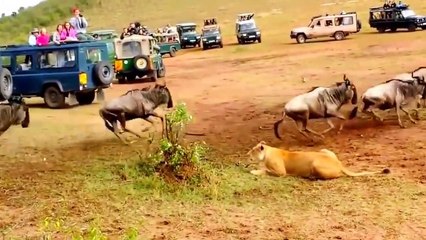 Oui, les lions chassent mieux que les lionnes... La preuve!!!