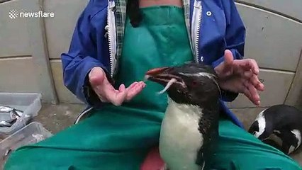 Rocky the penguin incurs envy of friend after getting special squid snacks