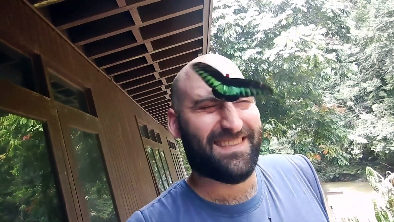 Large Butterfly Fanning Man