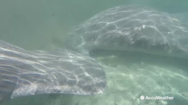 Manatees move into springs as temperatures drop