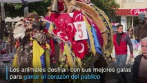 Las peleas de camellos, una tradición centenaria en Turquía