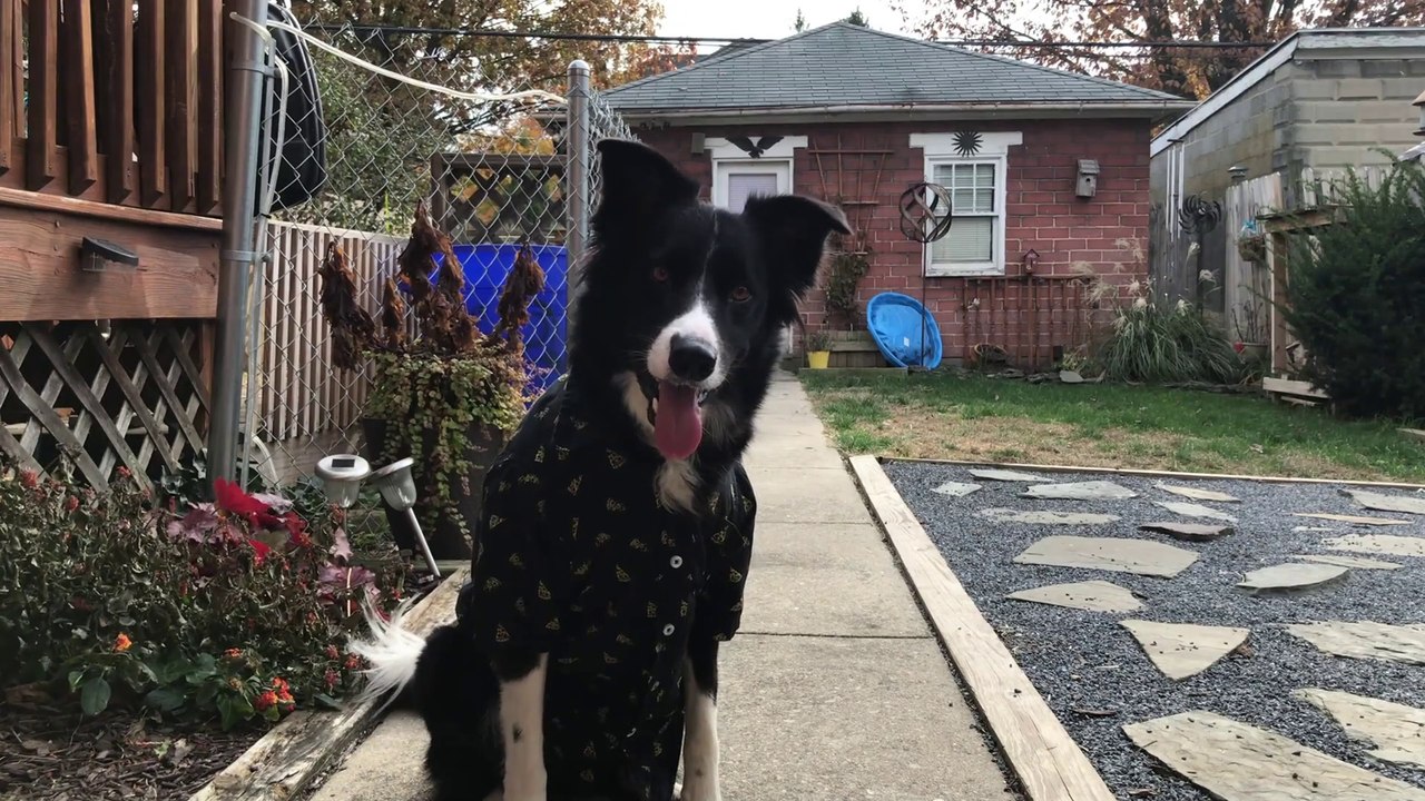 2019 Men's Fashion | Dog Lookbook