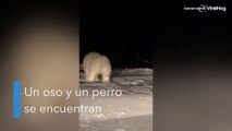 Un perro y oso polar se hacen amigos