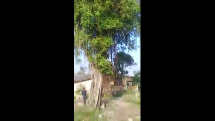 pohon di atas pohon