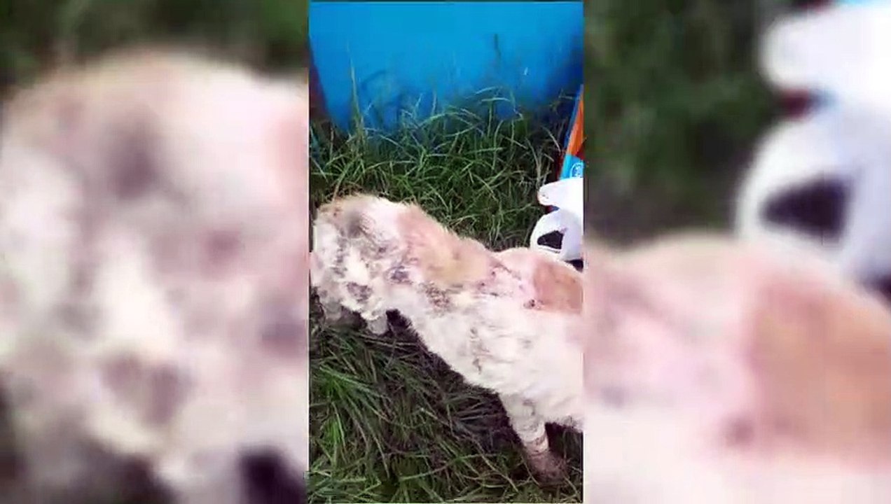Com bicheira e pata quebrada, cachorro abandonado precisa de ajuda
