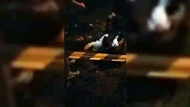 Bombeiros resgatam filhotes de cães que caíram em buraco