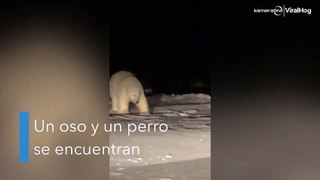 Un perro y oso polar se hacen amigos