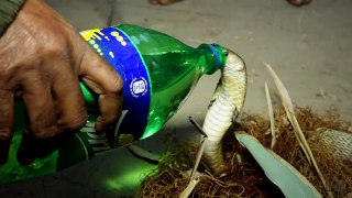 Man saves trapped king cobra