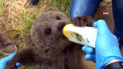 Bursa'da 173 yaban hayvanı tedavi edildi