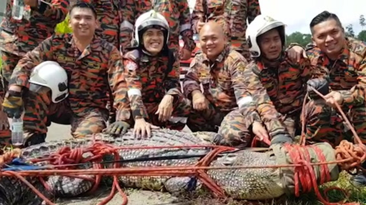 3m-long croc evicted from drain in Kuching