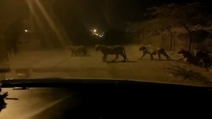 हाईवे से गुजर रही थी कार, तभी एक के बाद एक 10 शेरों ने काटा रास्ता, वीडियो वायरल