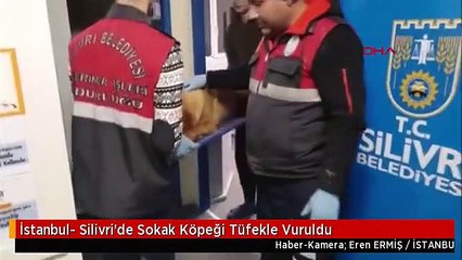 İstanbul- Silivri'de Sokak Köpeği Tüfekle Vuruldu