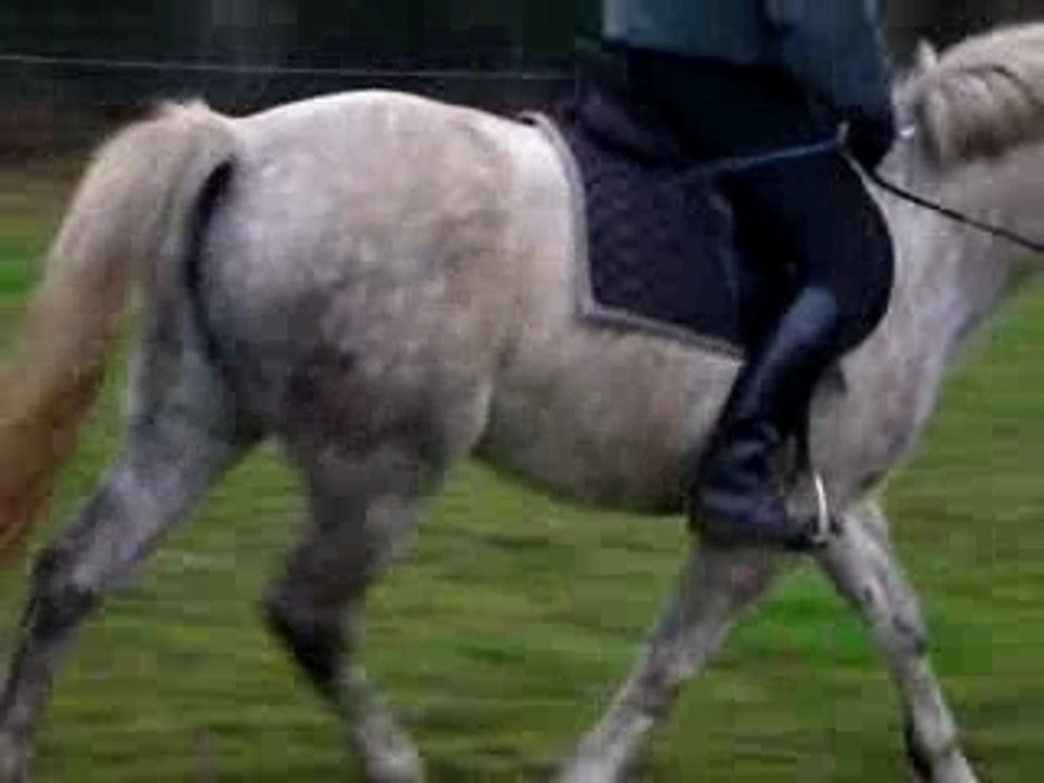 W au trot