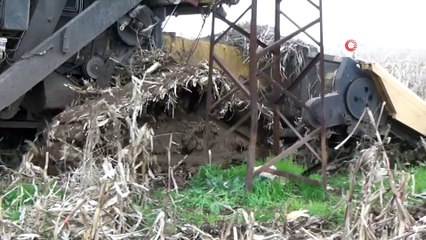 Mısırı yağış vurdu... Mısırı toplayamayan çiftçiler, çareyi paletli biçerdöverde buldu