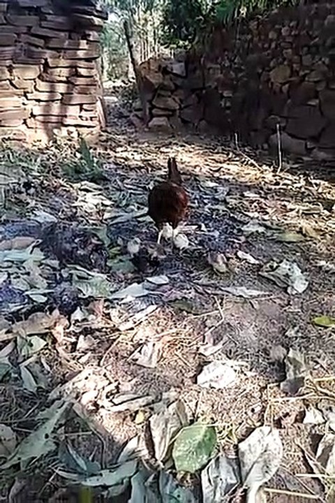 Pets chickens and babies